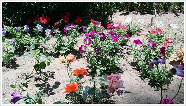 様々な品種の花が開花(敷島公園ばら園)