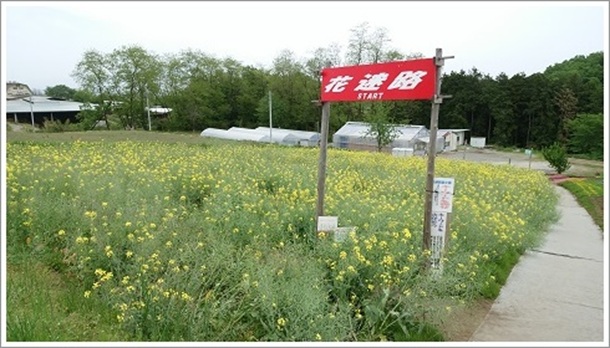 �@���W�]�Ԃ̋u�ɂ������؂̉Ԃ̉Ԗ��H