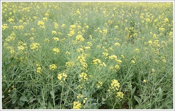 �@���W�]�Ԃ̋u�ɍ炭���J�̍؂̉Ԕ�