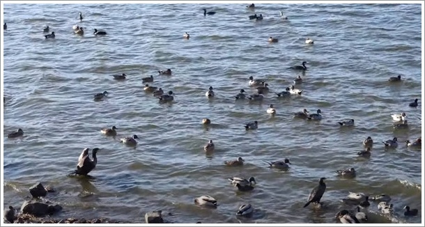 多々良沼のカモたち