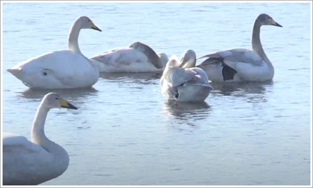 多々良沼ハクチョウ