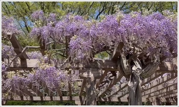 多々良沼公園の藤棚