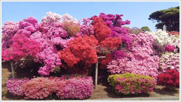 �����������̃c�c�W1