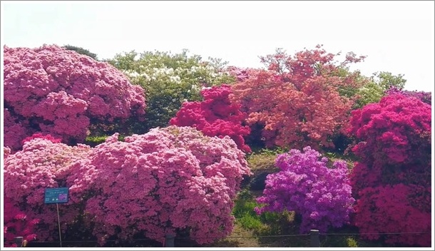 つつじが岡公園のツツジ