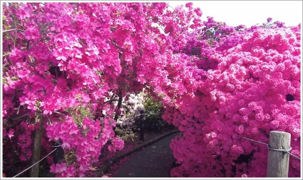 つつじが岡公園のツツジトンネル
