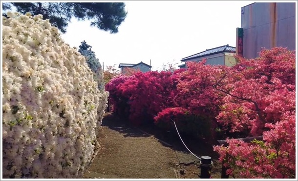 つつじが岡公園のツツジ歩道