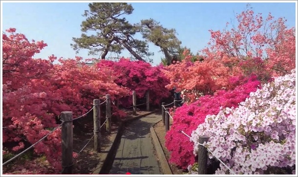 つつじが岡公園のツツジ遊歩道