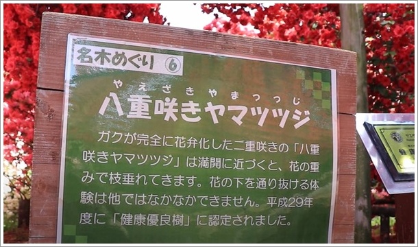 八重咲きヤマツツジ