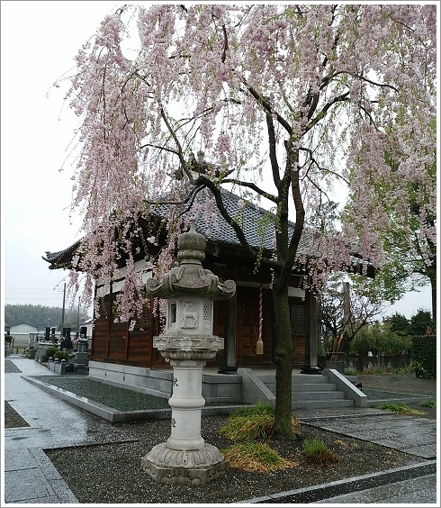 徳昌寺の花