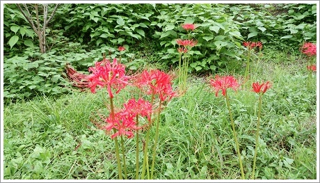 立沢川ダム緑地に咲く花