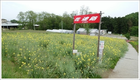 鼻高展望花の丘にあった菜の花の花迷路