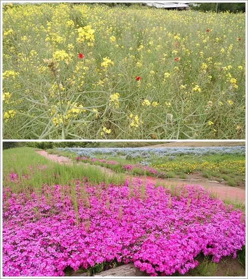 鼻高展望花の丘に咲く菜の花と芝桜