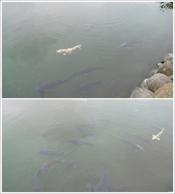 ���܂��r�ɏZ��ł���ь�