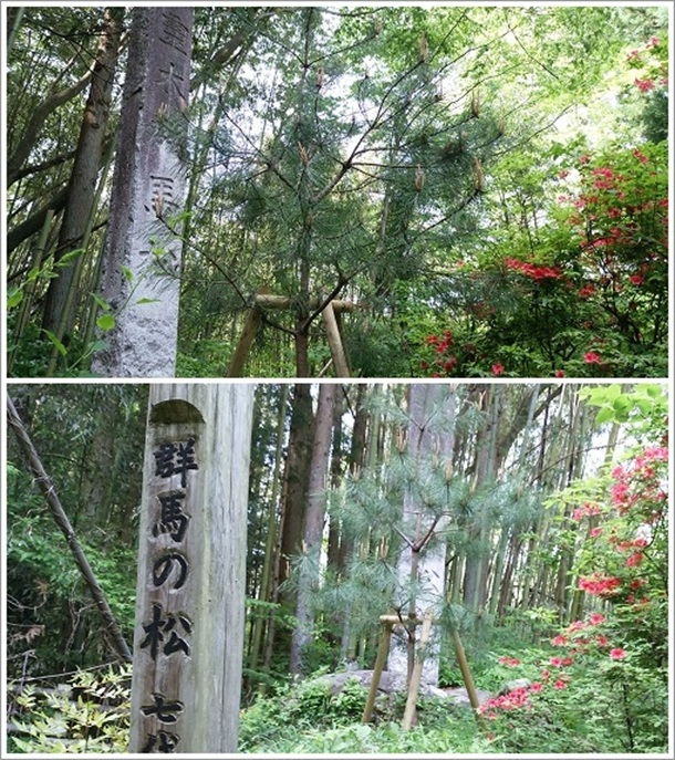 ����ڗ�،Q�n�̏�