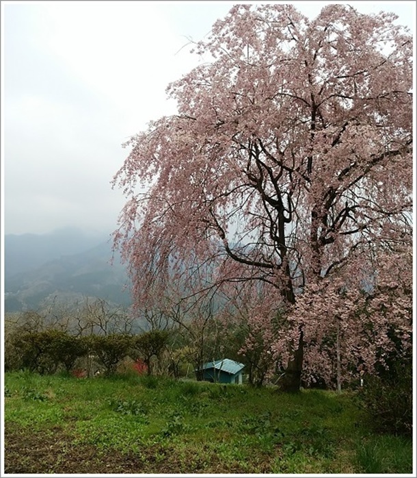 ���ԏꂩ�猩����i�F