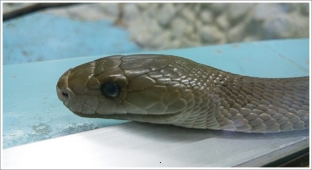 �������ꂽ�ғł̃u���b�N�}���o