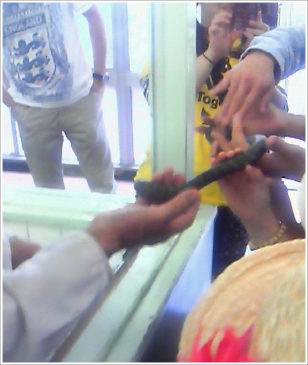 �n�u�̍̓Ŏ����ł̃w�r���w�ƃw�r�̎ʐ^�B�e