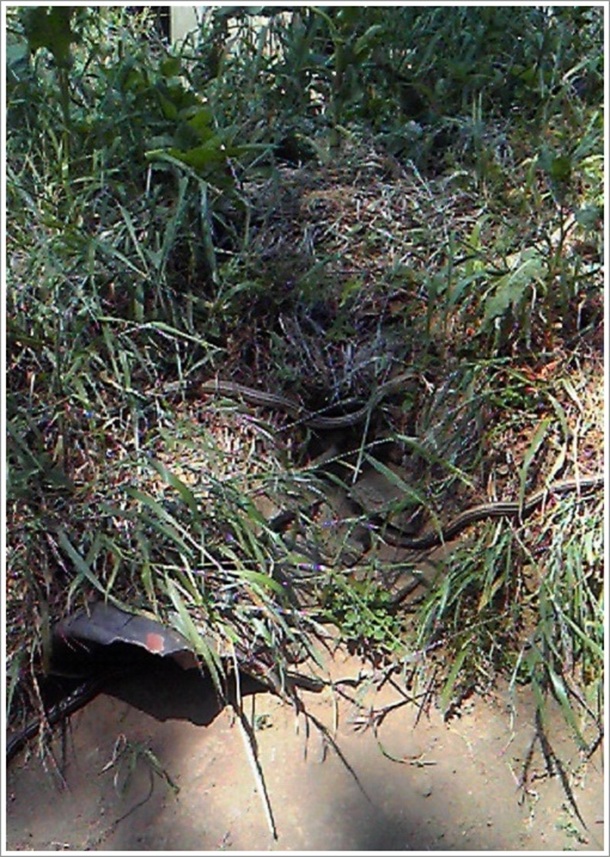 �w�r�Z���^�[��O�ɂ���w�r����