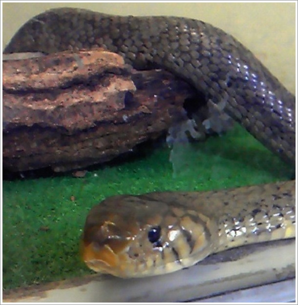 ���E�̃w�r���W������Ă܂�