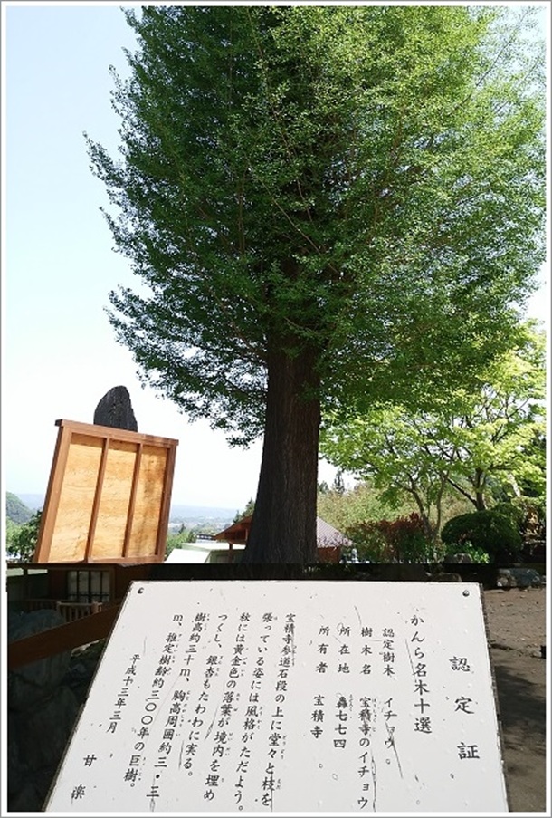 �C�`���E�̖؁i����疼�؏\�I�j