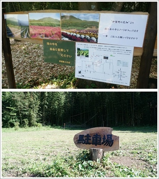 �ɉ��̉Ԕ��͖������ԏ���������Ă��܂�