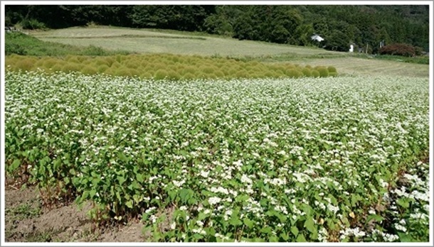 �����̉ԁi�ɉ��̉Ԕ��j