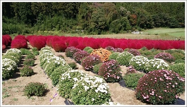 �炫�n�߂����e�Ƃق������i�ɉ��̉Ԕ��j