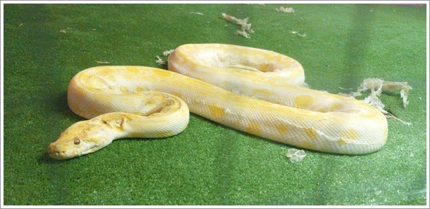 ジャパン・スネークセンター