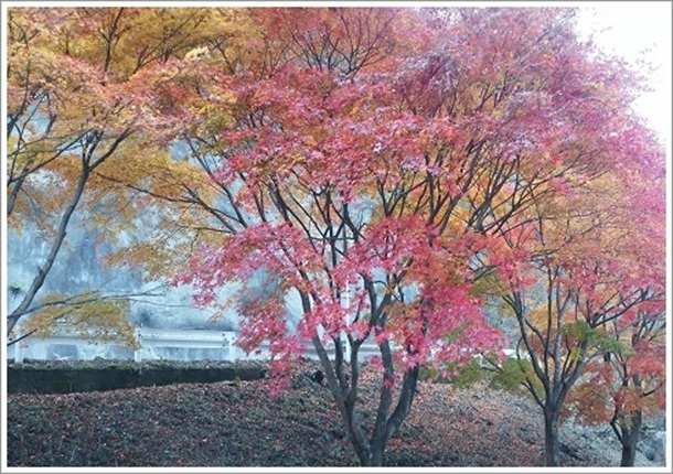 �����������������߂��̍g�t�i�F