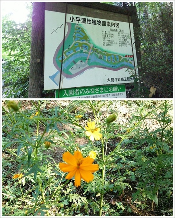 �����̗������A����