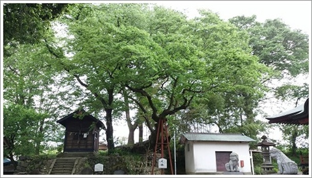 イボとり神様が宿る熊野神社の大欅