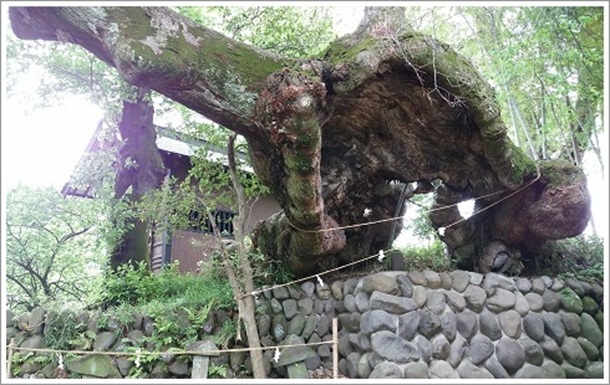 落雷で焼けた熊野神社の大けや木