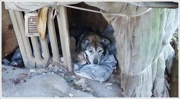 丸美屋オート自販機と敷地内にいるおとなしい看板犬