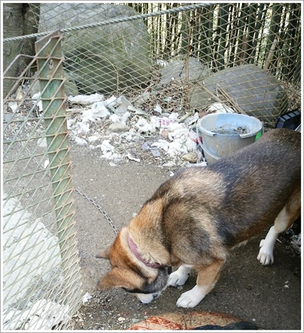 丸美屋自販機コーナーの看板犬