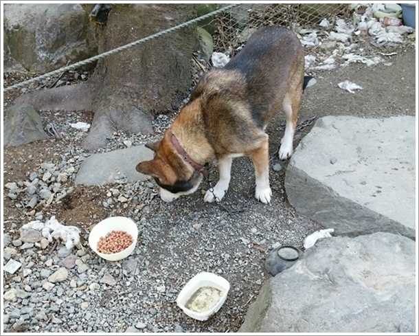 丸美屋自販機コーナー看板犬