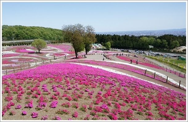 �݂��Ǝō��̋u���猩���J�Ԃ������J�̎ō�