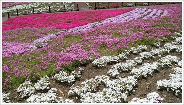 26�����̎ō��i�݂��Ǝō������ō��܂�j