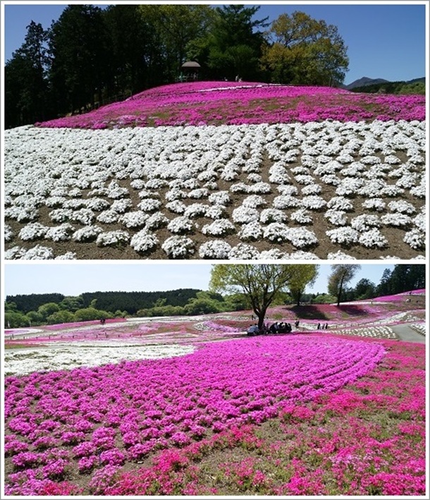 ��s�����O�̂��ĂȂ��L�ꂩ��ڐ݂��ꂽ����