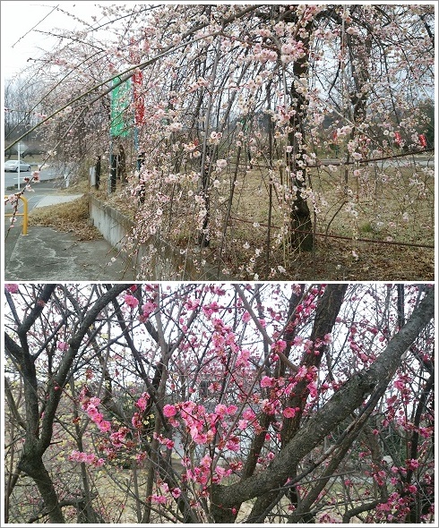 �����~�є~�܂���