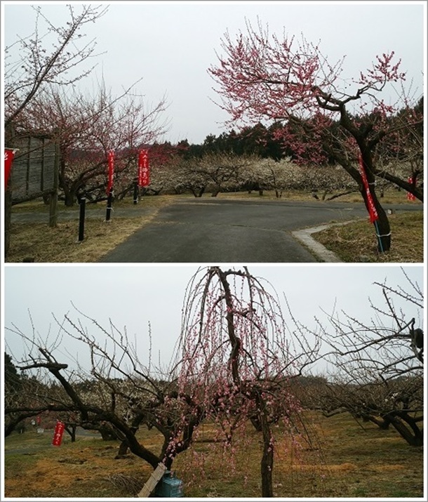 �����~�ёP�n�~�܂���ɍ炢�Ă�~�̉�