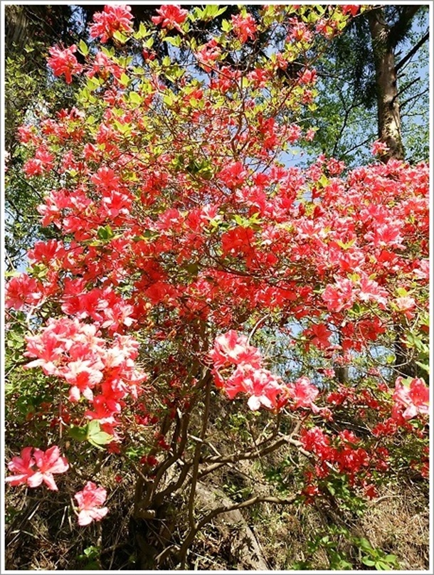 �ԏ�_�ЎQ�������؂ƃc�c�W�Q