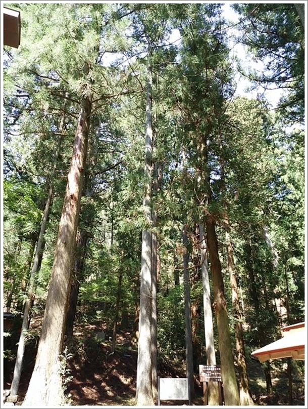 �O���ԏ�_�Ђ̂���琙