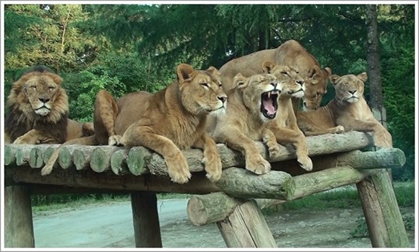 ���C�I��������S���t���21�Z���`�����[�N���u�x���S���t�R�[�X