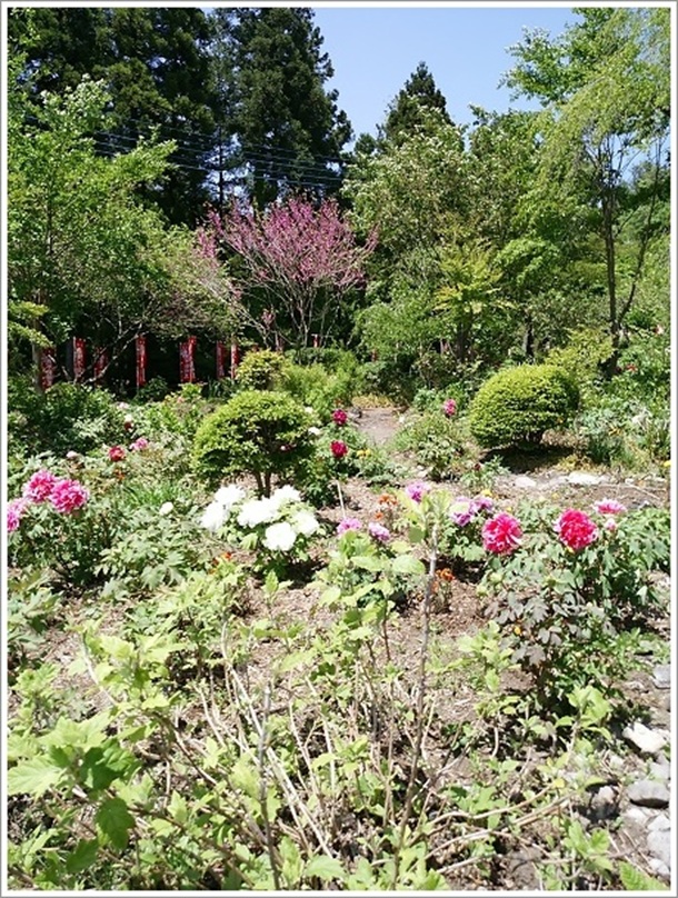 龍願寺(ぼたん祭り)