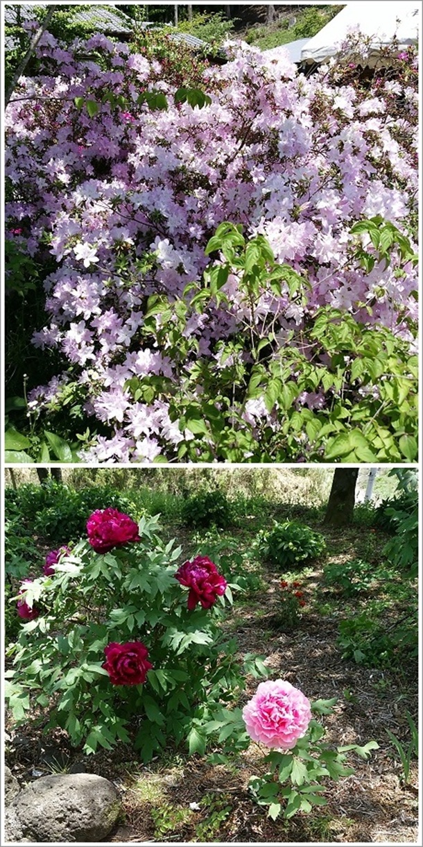 色とりどりの花が綺麗です(龍願寺)