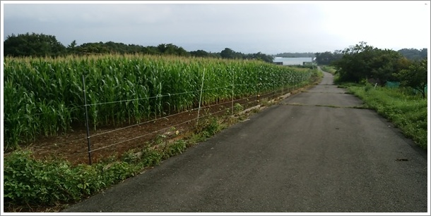 赤城のおばけ坂に通ずる道の左にはモロコシ畑