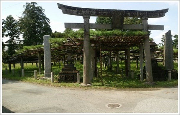 �����_�БO�̘A��̃}�c�i�}���j