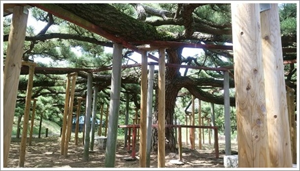 �A��̃}�c�i�}���j���x���Ă��镔��