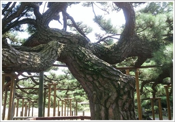 �����猩���A��̃}�c�i�}���j