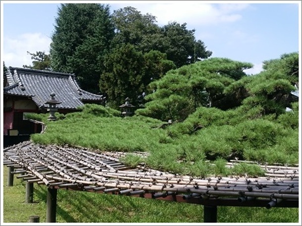 �����_�ЂƘA��̃}�c�i�}���j